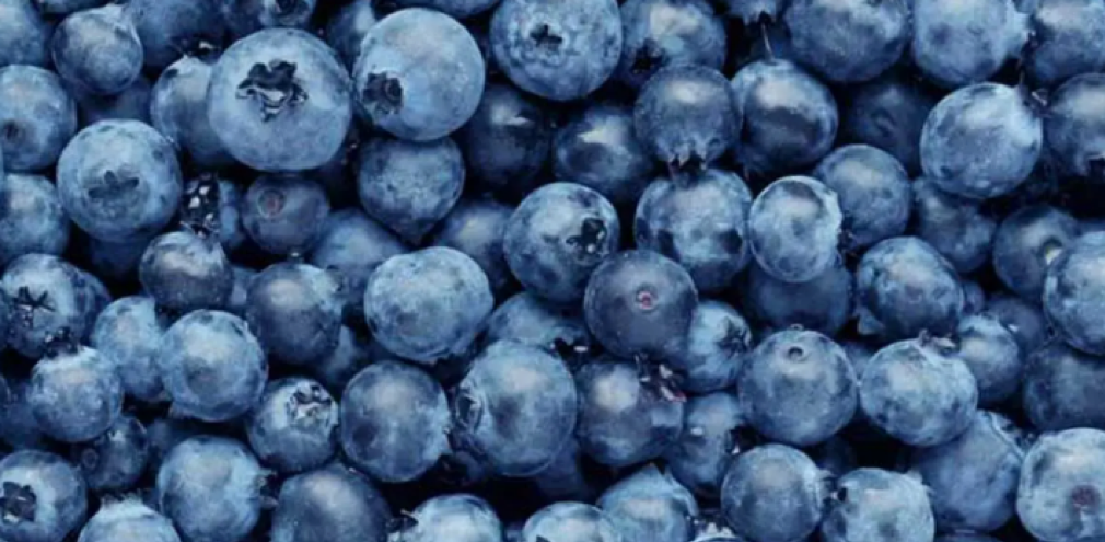 Blueberries are Rich in Nutrients and King of Antioxidants Foods